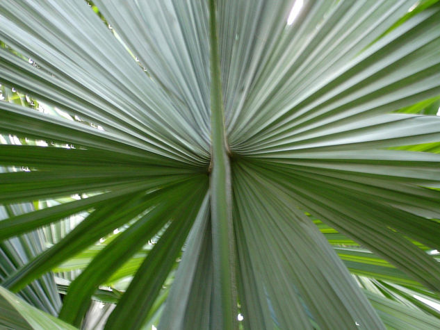 Hoja de Palma Bismarkia Naturaleza Color (Digital)