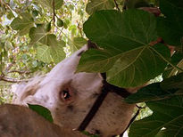 Yegua comiendo higos.