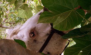 Caballos y yeguas.