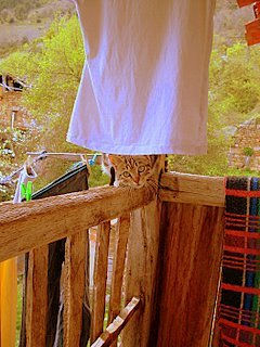 Gatita escondida.