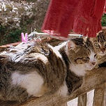 Gatas y gatos. thumbnail 1