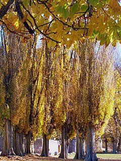 El otoño en las hojas de los chopos. Nature Color (Digital)