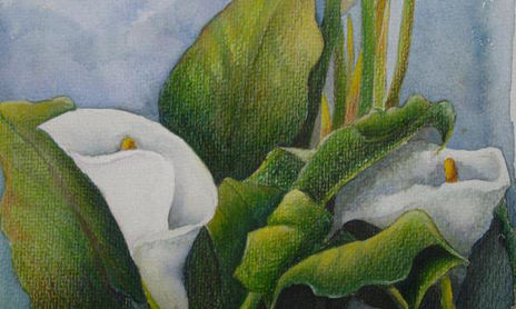 Flores