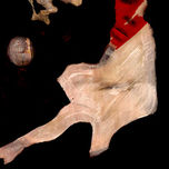 TOULOUSE LAUTREC x CRIS ACQUA thumbnail 2