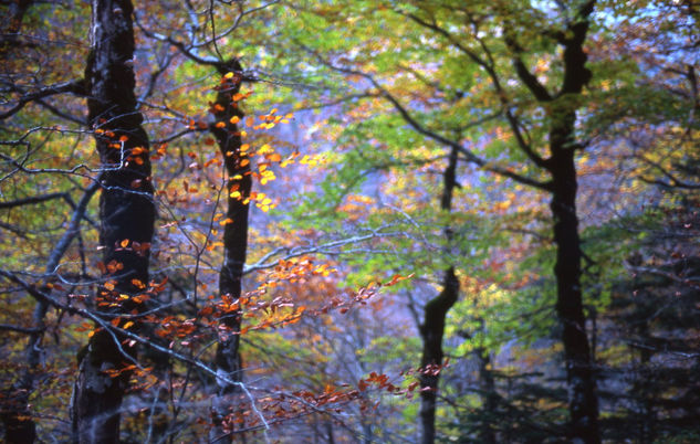 Hayas en otoño 