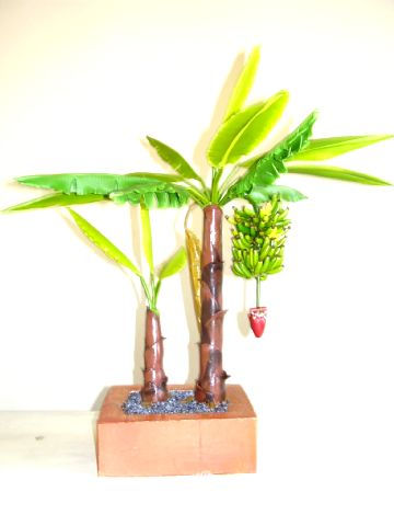 Bonsai Banano (Platano) Decoration Various