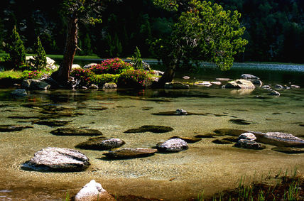 Ibón y rododendro