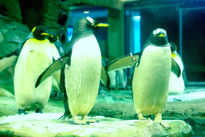Mas pinguis ii