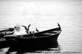BARCA CON GAVIOTAS 2