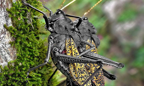 Macro