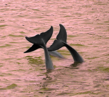 Colas de delfin