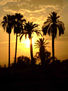 ATARDECER CON PALMERAS