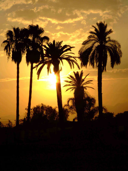 Atardecer con palmeras