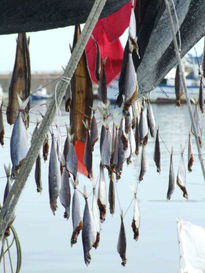 Sardinas colgadas