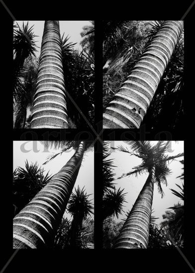 Palmeral Naturaleza Blanco y Negro (Digital)