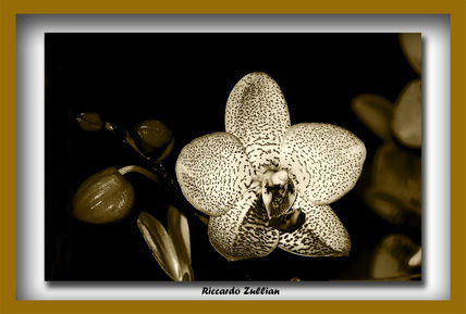 Orquidea