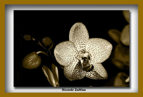 Orquidea