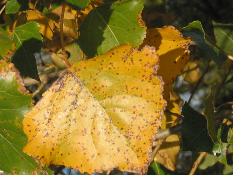 Hoja de otno