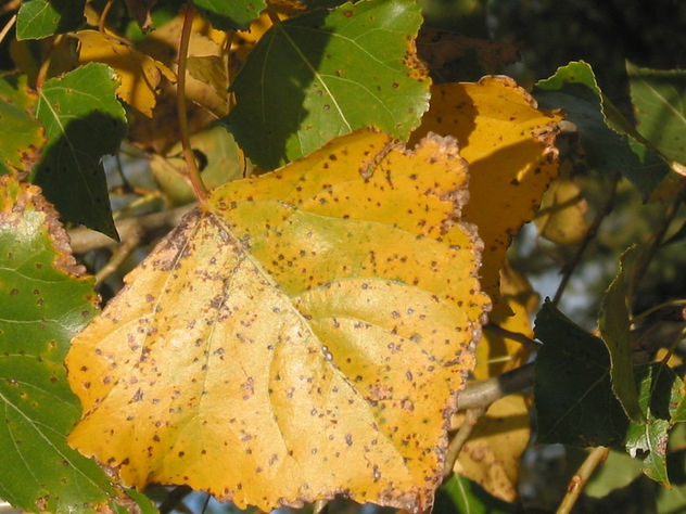 hoja de otno