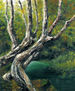 Arboles centenarios