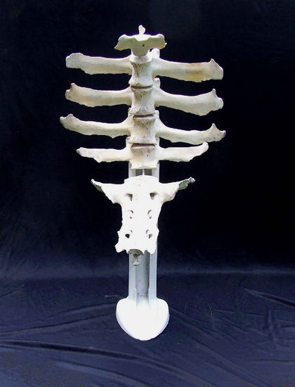 Columna orgánica 