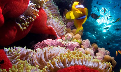 Bajo el mar