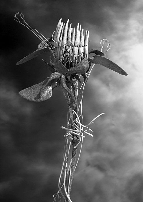 OSTEOBOTANICA_5