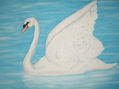 cisne