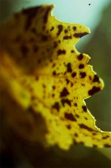 Perfil de Hombre Dálmata mirando una Araña Bilbaina / Profile Dalmata Man, watching a Spider Bilbaina Other Themes Color (Digital)