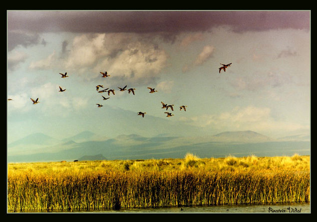 Los flamencos de Llancanello 