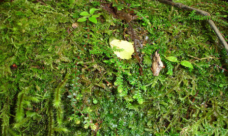 Texturas (Vegetales)
