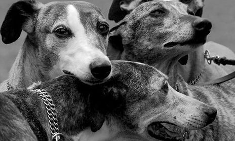 Perros