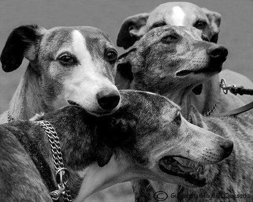 Whippets Nature Black and White (Digital)