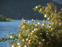 Rosas silvestres