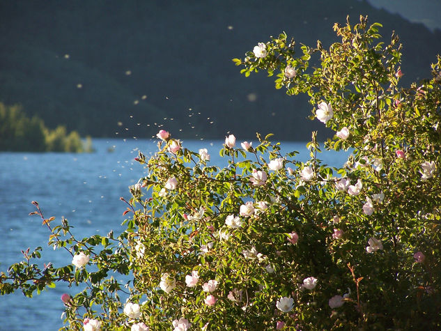 Rosas silvestres 