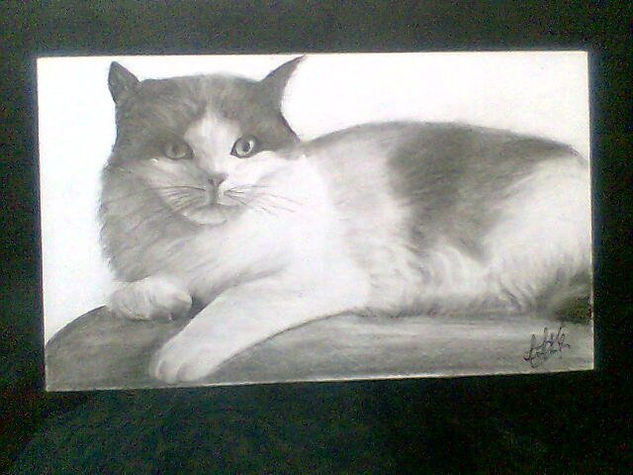 FELINIDAD Charcoal