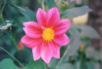 Dalia fucsia