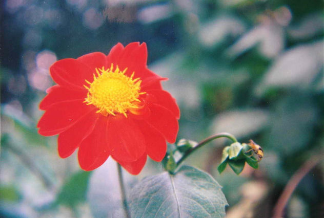 DALIA ROJA