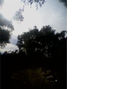 ATARDECER ENTRE LOS ARBOLES