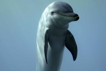 Delfin