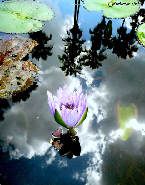 Lirio en las nubes