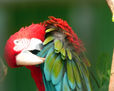 Guacamaya