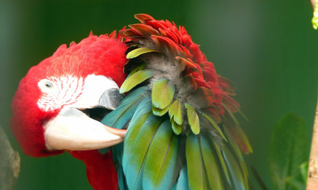 Fauna