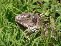 Iguana