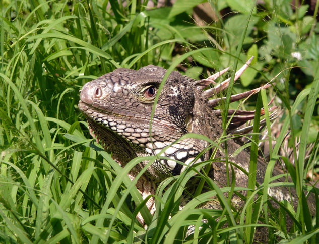 Iguana Nature Color (Digital)