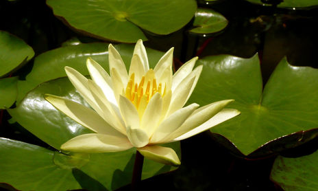 flora