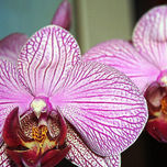 FLORS thumbnail 2