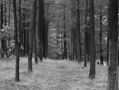 El bosque