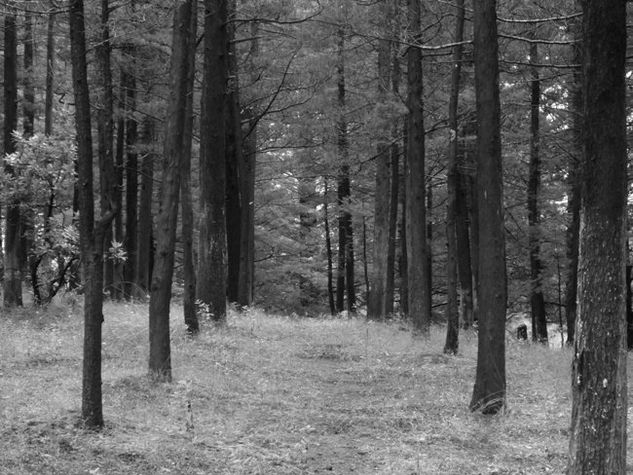 El bosque Naturaleza Blanco y Negro (Digital)