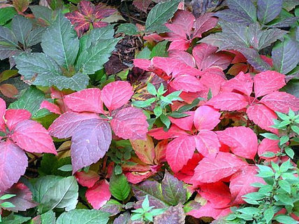 Calido otoño